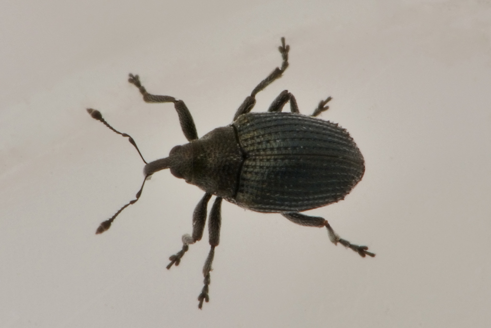 Curculionidae:  Ceutorhynchus contractus